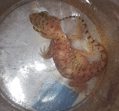 Stenodactylus petrii