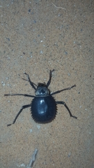 Prionotheca coronata