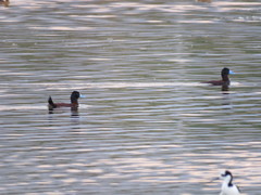 Oxyura ferruginea