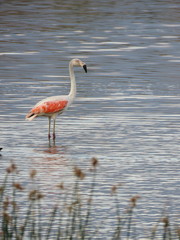 Phoenicopterus chilensis
