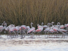 Phoenicopterus chilensis