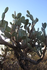 Opuntia