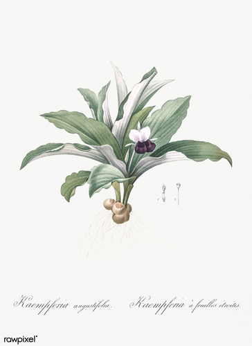 Kaempferia Angustifolia