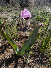 Erythronium hendersonii