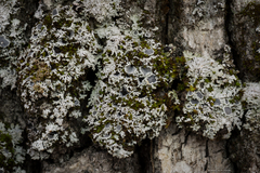 Physconia americana