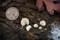 Crepidotus ehrendorferi