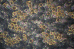 Crepidotus ehrendorferi