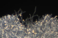 Crepidotus ehrendorferi