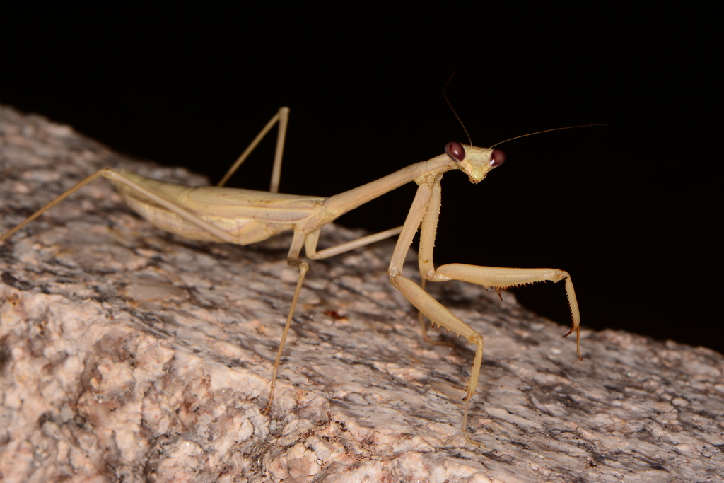 Arizona Tan Mantis