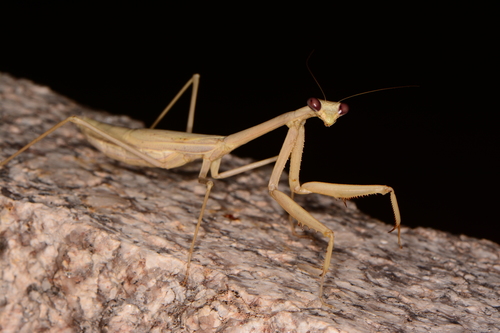 Stagmomantis gracilipes Rehn, 1907