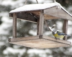 Cyanistes caeruleus