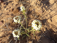 Manulea corymbosa