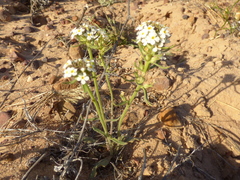 Manulea corymbosa