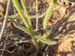 Manulea corymbosa