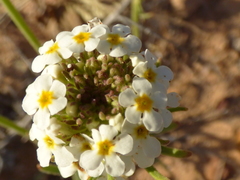 Manulea corymbosa