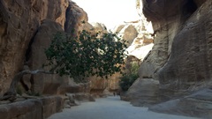 Ficus palmata