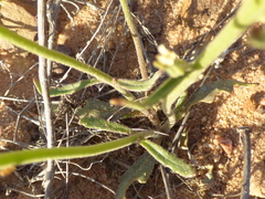 Manulea corymbosa