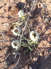 Manulea corymbosa