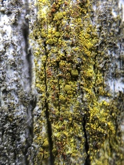 Candelariella xanthostigma