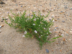 Cakile maritima euxina