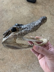 Paleosuchus