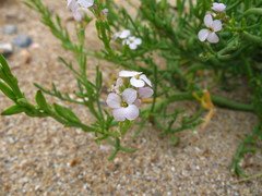 Cakile maritima euxina