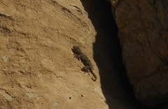 Ptyodactylus guttatus