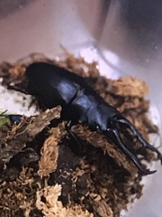 Prosopocoilus girafa