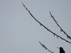 Metallura aeneocauda