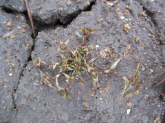 Sporobolus aculeatus