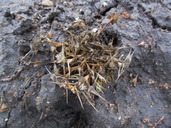 Sporobolus aculeatus