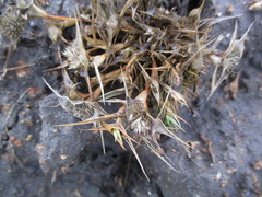 Sporobolus aculeatus