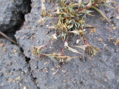 Sporobolus aculeatus