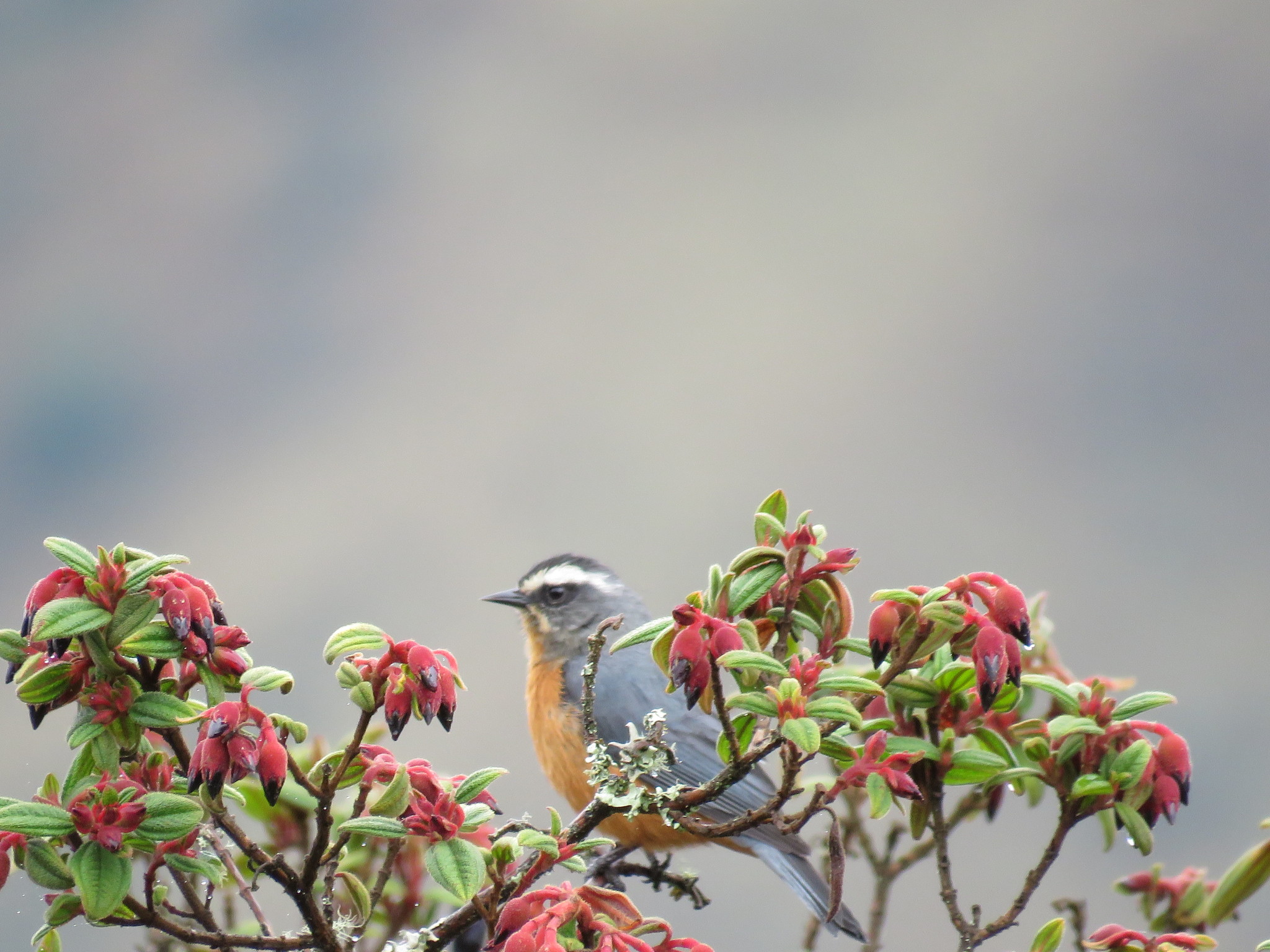 White-browed Conebill (Conirostrum ferrugineiventre), photo 5
