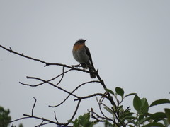 Ochthoeca rufipectoralis