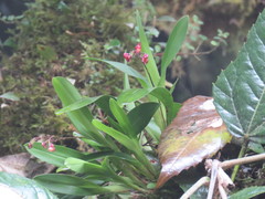 Cyrtochilum rhodoneurum