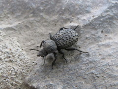 Scotobius pilularius