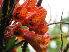 Bomarea formosissima