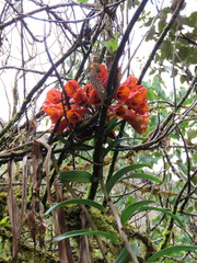 Bomarea formosissima