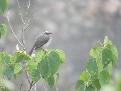 Ochthoeca rufipectoralis