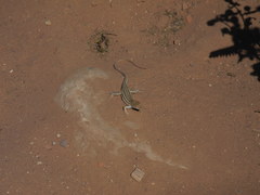 Acanthodactylus boskianus asper