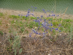Eryngium caeruleum