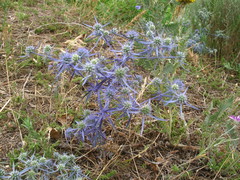 Eryngium caeruleum