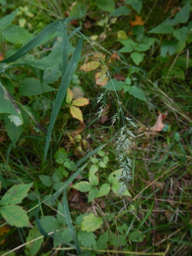 Muhlenbergia mexicana var. filiformis