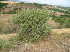 Pyrus salicifolia
