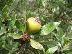 Pyrus salicifolia