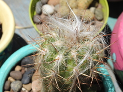 Oreocereus celsianus