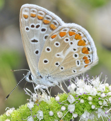 Polyommatus celina