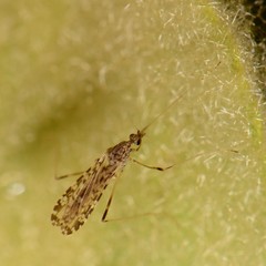 Erioptera