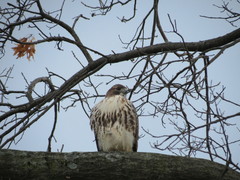 Buteo jamaicensis